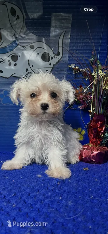 Winter  – Maltese puppy for sale in Eastman, GA