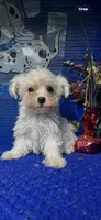 Winter , a male Maltese for sale in Eastman, GA – 1 of 2