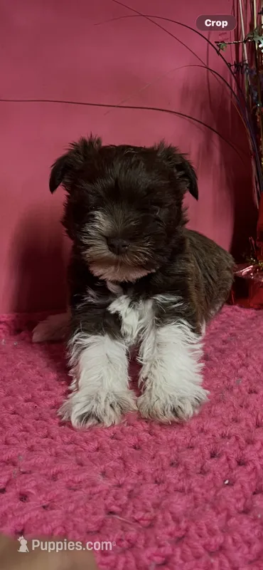 Cookie – Miniature Schnauzer puppy for sale in Eastman, GA