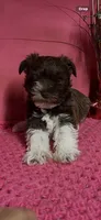 Cookie, a female Miniature Schnauzer for sale in Eastman, GA – 1 of 1