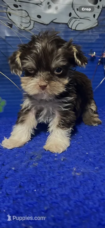 Coco – Yorkshire Terrier puppy for sale in Eastman, GA