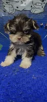 Coco, a male Yorkshire Terrier for sale in Eastman, GA – 1 of 1