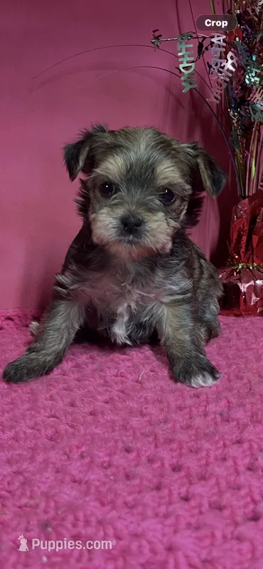 Lucy – Yorkshire Terrier puppy for sale in Eastman, GA