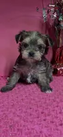 Lucy, a female Yorkshire Terrier for sale in Eastman, GA – 1 of 1