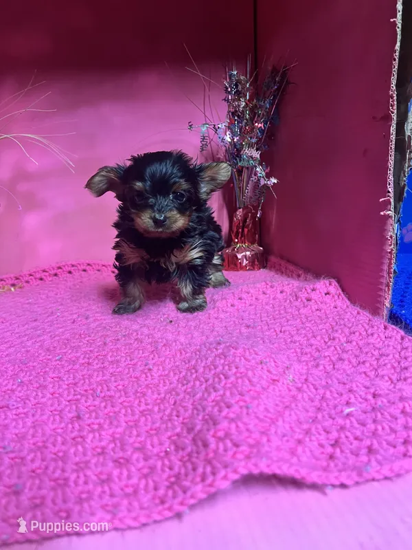 Georgia  – Yorkshire Terrier puppy for sale in Eastman, GA