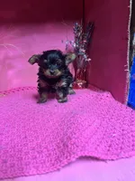Georgia , a female Yorkshire Terrier for sale in Eastman, GA – 1 of 1