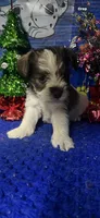 Bentley, a male Miniature Schnauzer for sale in Eastman, GA – Photo 2 of 2
