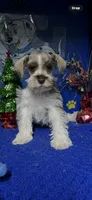 Bentley, a male Miniature Schnauzer for sale in Eastman, GA – Photo 1 of 2