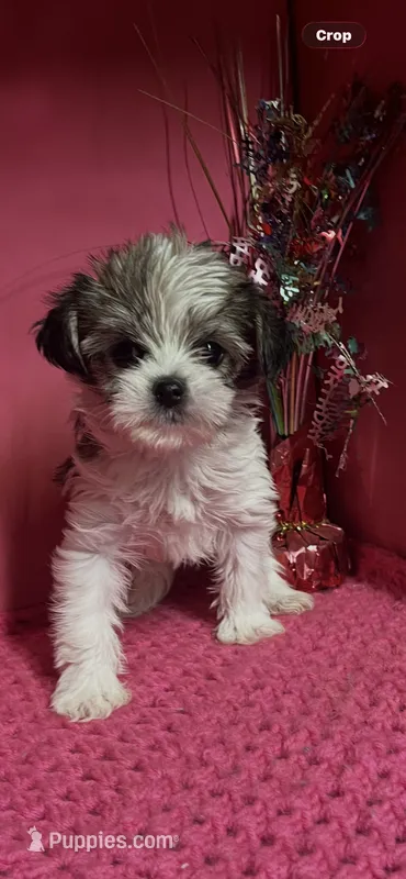 Sandy – Yorkshire Terrier puppy for sale in Eastman, GA