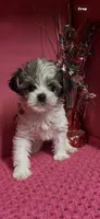 Sandy, a female Yorkshire Terrier for sale in Eastman, GA – 1 of 1