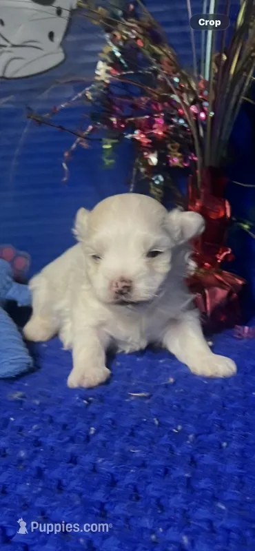 Snow  – Maltese puppy for sale in Eastman, GA