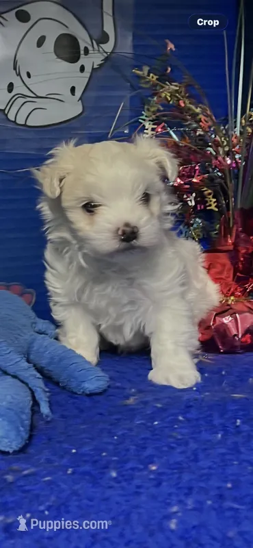 Dutch – Maltese puppy for sale in Eastman, GA