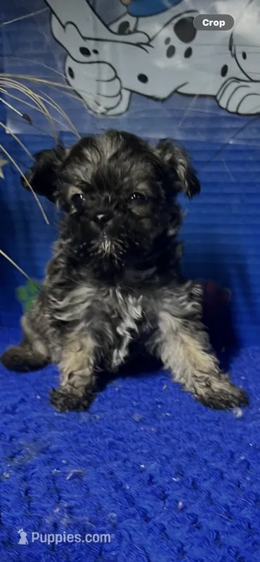 Rusty – Yorkshire Terrier puppy for sale in Eastman, GA