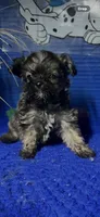 Rusty, a male Yorkshire Terrier for sale in Eastman, GA – 1 of 1