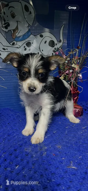 Cain – Yorkshire Terrier puppy for sale in Eastman, GA
