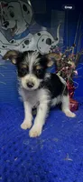 Cain, a male Yorkshire Terrier for sale in Eastman, GA – 1 of 1