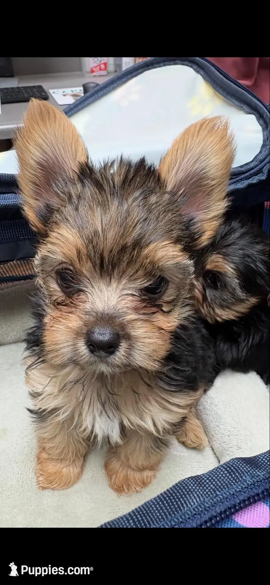Oscar – Yorkshire Terrier puppy for sale in Elkin, NC