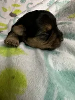 Baby Boy Green, a male Yorkshire Terrier for sale in Rock Hill, SC – 6 of 6