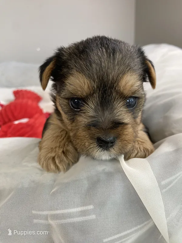 Baby Boy Green – Yorkshire Terrier puppy for sale in Rock Hill, SC