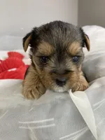 Baby Boy Green, a male Yorkshire Terrier for sale in Rock Hill, SC – 1 of 6
