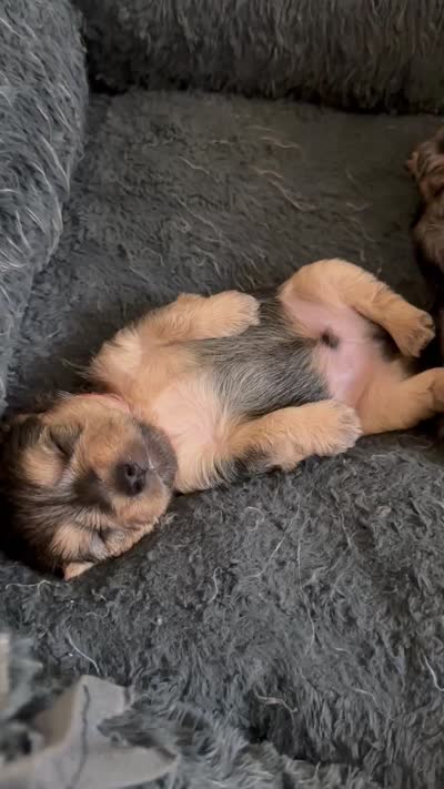 Baby Boy Red, a male Yorkshire Terrier for sale in Rock Hill, SC – 7 of 10