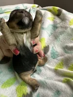 Baby Boy Green, a male Yorkshire Terrier for sale in Rock Hill, SC – 5 of 6