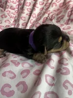 Baby Girl Purple, a female Yorkshire Terrier for sale in Rock Hill, SC – 3 of 8
