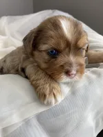 Baby Girl Pink, a female Yorkshire Terrier for sale in Rock Hill, SC – 2 of 4