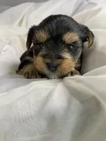 Baby Girl Purple, a female Yorkshire Terrier for sale in Rock Hill, SC – 4 of 8