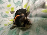 Baby Boy Orange, a male Yorkshire Terrier for sale in Rock Hill, SC – 3 of 9