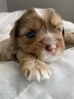 Baby Girl Pink, a female Yorkshire Terrier for sale in Rock Hill, SC – 1 of 4