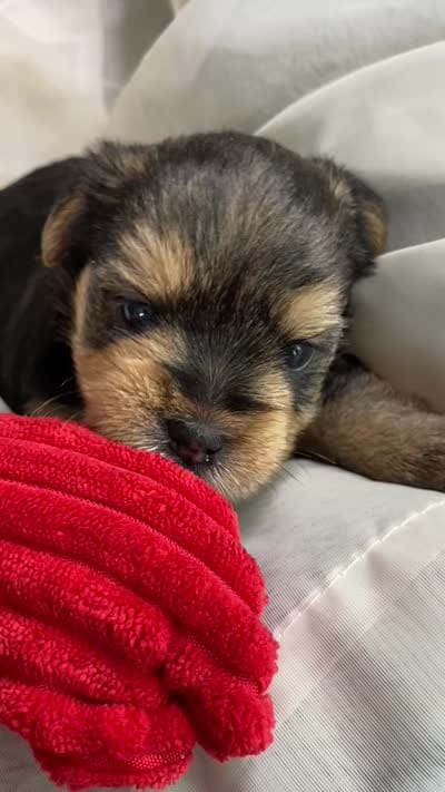 Baby Boy Orange, a male Yorkshire Terrier for sale in Rock Hill, SC – 4 of 9