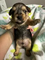 Baby Boy Red, a male Yorkshire Terrier for sale in Rock Hill, SC – 10 of 10
