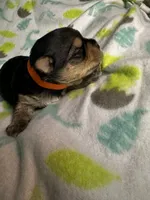 Baby Boy Orange, a male Yorkshire Terrier for sale in Rock Hill, SC – 5 of 9