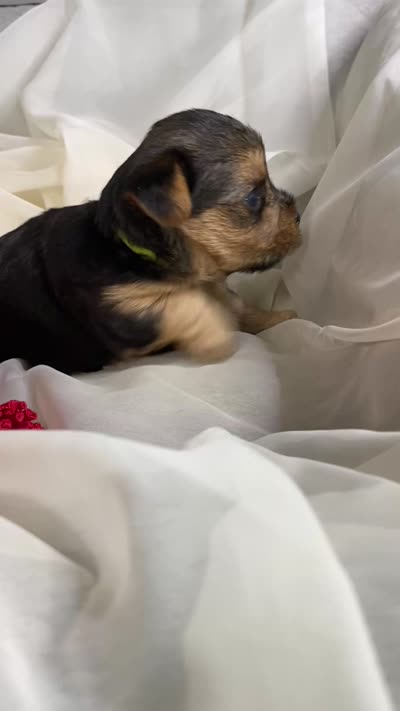 Baby Boy Green, a male Yorkshire Terrier for sale in Rock Hill, SC – 4 of 6