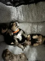 Baby Boy Orange, a male Yorkshire Terrier for sale in Rock Hill, SC – 8 of 9