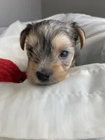 Baby Boy Red, a male Yorkshire Terrier for sale in Rock Hill, SC – 3 of 10