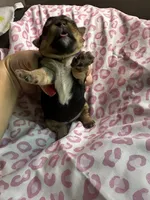 Baby Girl Purple, a female Yorkshire Terrier for sale in Rock Hill, SC – 2 of 8