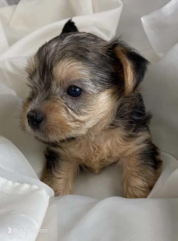 Baby Boy Red – Yorkshire Terrier puppy for sale in Rock Hill, SC