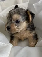 Baby Boy Red, a male Yorkshire Terrier for sale in Rock Hill, SC – 1 of 10