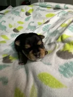 Baby Boy Orange, a male Yorkshire Terrier for sale in Rock Hill, SC – 9 of 9
