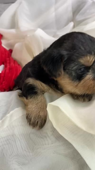 Baby Girl Purple, a female Yorkshire Terrier for sale in Rock Hill, SC – 7 of 8