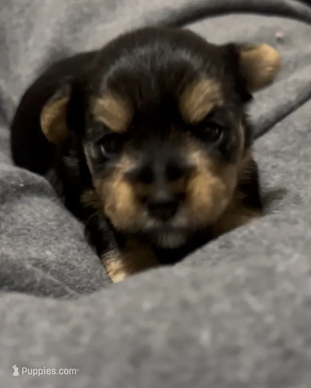 Baby Girl Purple – Yorkshire Terrier puppy for sale in Rock Hill, SC