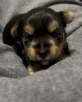 Baby Girl Purple, a female Yorkshire Terrier for sale in Rock Hill, SC – 1 of 8