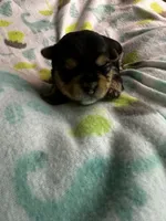 Baby Boy Orange, a male Yorkshire Terrier for sale in Rock Hill, SC – 6 of 9