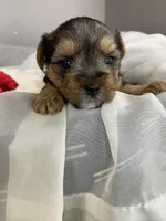 Baby Boy Green, a male Yorkshire Terrier for sale in Rock Hill, SC – 2 of 6