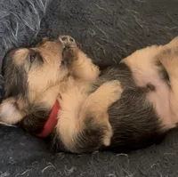 Baby Boy Red, a male Yorkshire Terrier for sale in Rock Hill, SC – 4 of 10