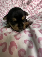 Baby Girl Purple, a female Yorkshire Terrier for sale in Rock Hill, SC – 8 of 8