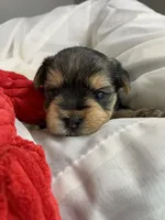 Baby Boy Orange, a male Yorkshire Terrier for sale in Rock Hill, SC – 2 of 9