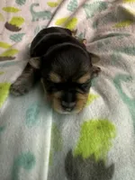 Baby Boy Green, a male Yorkshire Terrier for sale in Rock Hill, SC – 3 of 6